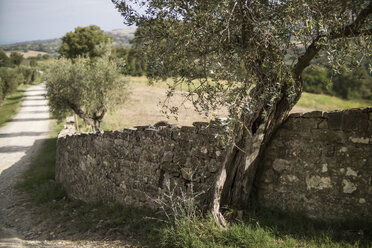 Italy, Tuscany, Maremma, olive tree at stone wall - RIBF000363