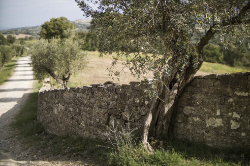Italien, Toskana, Maremma, Olivenbaum an Steinmauer - RIBF000363