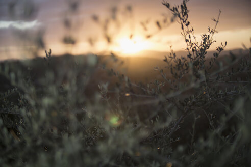 Italien, Toskana, Maremma, Olivenbäume bei Sonnenuntergang - RIBF000364