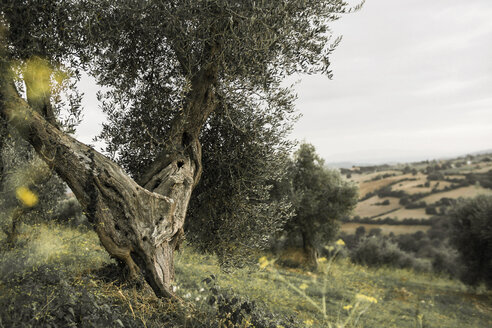 Italy, Tuscany, Maremma, olive tree on hill - RIBF000365