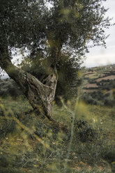 Italien, Toskana, Maremma, Olivenbaum auf Hügel - RIBF000366