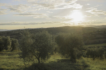 Italien, Toskana, Maremma, Olivenbäume bei Sonnenuntergang - RIBF000379