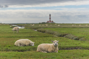 Germany, Schleswig-Holstein, North Sea Coast, Westerheversand Lighthouse, sheep on meadow - KEBF000260