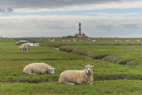 Deutschland, Schleswig-Holstein, Nordseeküste, Leuchtturm Westerheversand, Schafe auf Wiese - KEBF000260