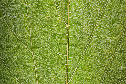Green leaf, close up - ERLF000073