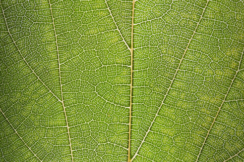 Grünes Blatt, Nahaufnahme - ERLF000073