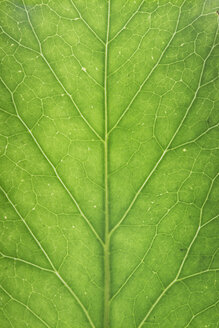 Green leaf, close up - ERLF000074