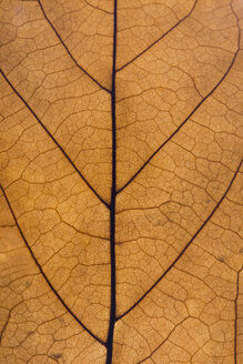 Brown leaf, close up - ERLF000075