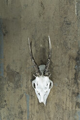 Antler of roe deer hanging on wooden wall - AS005714