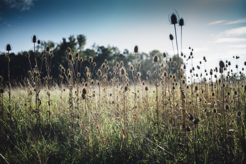 Disteln mit Spinnennetz auf einer Wiese, lizenzfreies Stockfoto