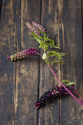 Twig with blossoms, seed heads and leaves of American pokeweed on dark wood - CSF026668