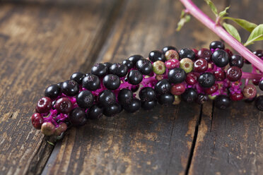 Seed head of American pokeweed on dark wood, close-up - CSF026669