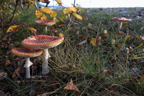 Deutschland, Fliegenpilze - NDF000558