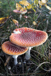 Germany, fly agarics - NDF000559