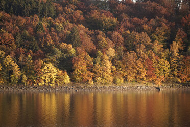 Deutschland, Langscheid, Blick auf herbstlich gefärbte Bäume am Seeufer der Sorpetalsperre - PCF000208