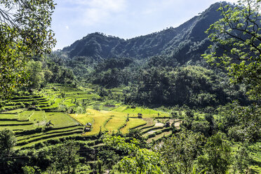 Indonesia, Bali, Chulik, Rice terraces - WEF000397