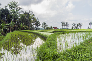 Indonesien, Bali, Wongaya Gede, Reisfelder - WEF000398