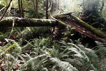 Kanada, Vancouver Island, Rothölzer und Farne im Regenwald - TMF000041