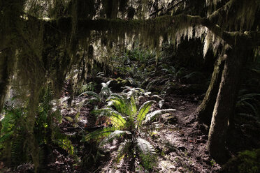 Canada, Vancouver Island, redwoods and ferns in rain forest - TMF000042