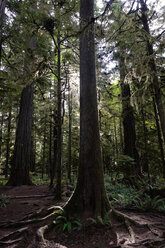 Canada, Vancouver Island, redwoods and ferns in rain forest - TMF000043
