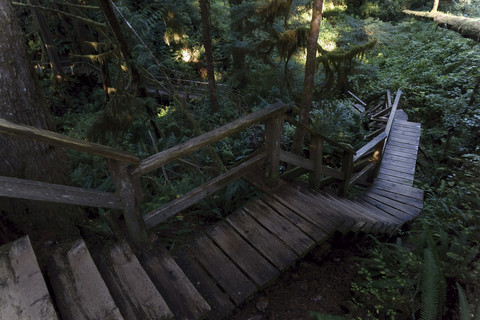 Canada, Vancouver Island, Wooden stairs in redwood forest stock photo