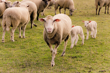 Flock of sheep with lambs on a pasture - YFF000473