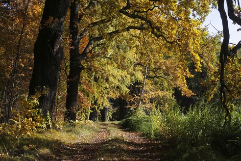Deutschland, Brandenburg, Spreewald im Herbst - JTF000715