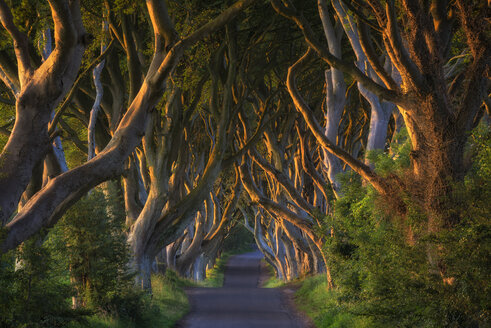 Nordirland, in der Nähe von Ballymoney, Allee und Buchen, bekannt als Dark Hedges - ELF001705