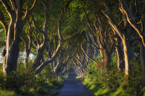 Northern Ireland, near Ballymoney, alley and beeches, known as Dark Hedges stock photo