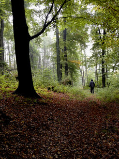 Deutschland, Sachsen-Anhalt, Mann geht allein im herbstlichen Wald spazieren - HCF000151