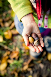 Little girl's hand holding acorns, close-up - LVF004113