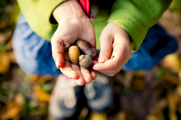 Little girl's hands holding acorns, close-up - LVF004114
