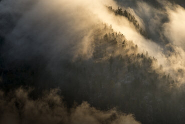 Österreich, Tirol, Kufstein, Bäume und Nebel - MKFF000260