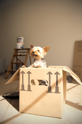Dog inside cardboard box stock photo