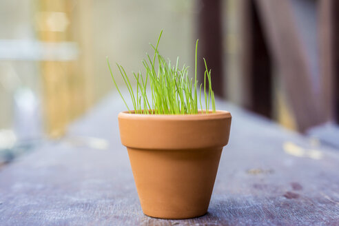 Blumentopf mit wachsendem jungen Gras - KNTF000155