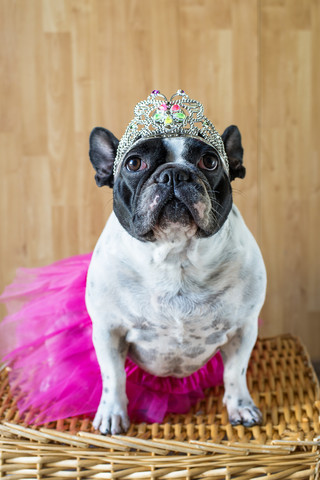 Porträt einer französischen Bulldogge als Prinzessin verkleidet, lizenzfreies Stockfoto