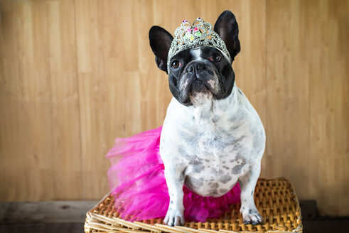 Portrait of French Bulldog dressed up as princess - KIJF000020