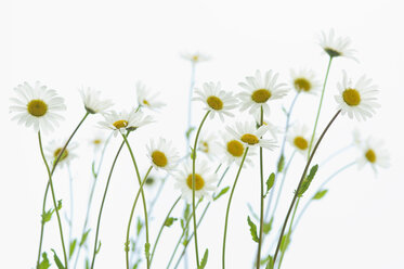 Margeritenblüten, weißer Hintergrund - ASF005731