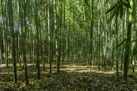 Japan, Honshu, Kyoto, Arashiyama-Bambuswald, lizenzfreies Stockfoto