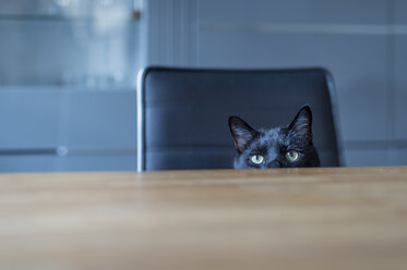 Schwarze Katze sitzt auf einem Stuhl und versteckt sich hinter einer Tischplatte - FRF000357