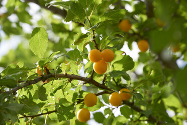 Greengages in tree - SRSF000596
