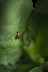 Ladybug on a wet leaf - JPF000068