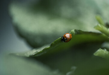 Wet ladybug on a leaf - JPF000069