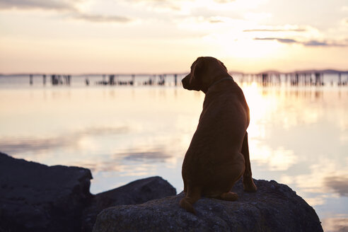 Germany, Mecklenburg-Western Pomerania, Ruegen Island, Glowe, Labrador Retriever on Spyckerscher See at sunset - SEGF000430