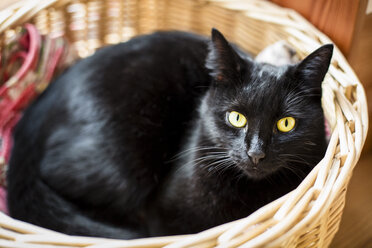 Porträt einer schwarzen Katze in einem Weidenkorb liegend - SARF002307