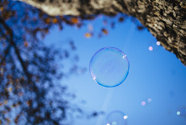Seifenblase auf Baum, blauer Himmel - DASF000029