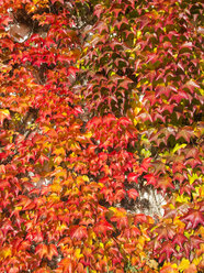 Deutschland, Hamburg, Herbst, Blätter mit Herbstfärbung - RJF000526