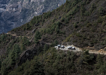 Nepal, Himalaya, Khumbu, Lasttiere auf dem Wanderweg - ALRF000122