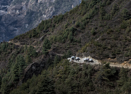 Nepal, Himalaya, Khumbu, Lasttiere auf dem Wanderweg - ALRF000122