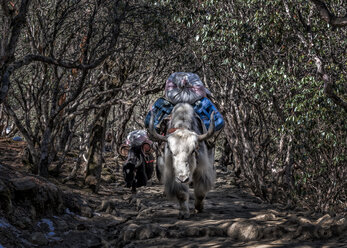 Nepal, Himalaya, Khumbu, Lasttiere auf dem Wanderweg - ALRF000129